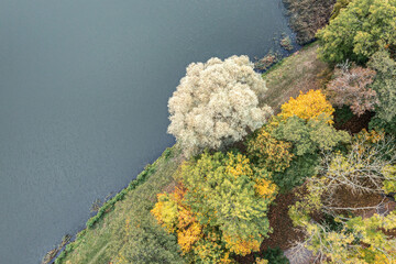 autumn trees on lakeshore with vibrant multicolored foliage. aerial top view from flying drone.