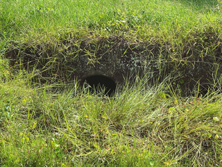 grass