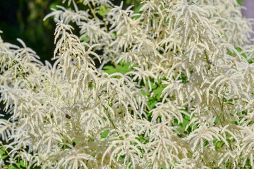 Beautiful Bush of flowers Astilbe with a fluffy white panicles