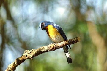 Chinese Blue Flycatcher (Cyornis glaucicomans)