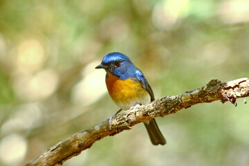 Chinese Blue Flycatcher (Cyornis glaucicomans)