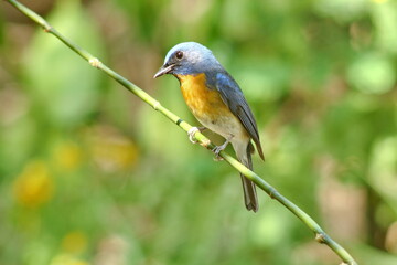 Chinese Blue Flycatcher (Cyornis glaucicomans)