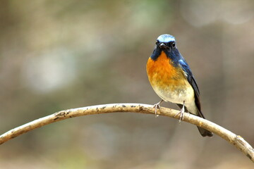 Chinese Blue Flycatcher (Cyornis glaucicomans)