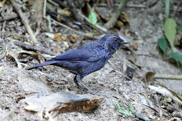Blue Whistling-Thrush : myophonus caeruleus