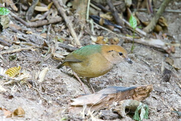 Rusty-naped Pitta :pitta  oatesi