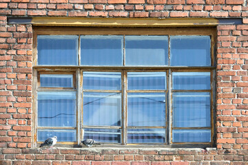 Pigeons sitting on window ledge in front of large window on old brick wall.