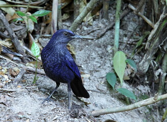 Blue Whistling-Thrush : myophonus caeruleus