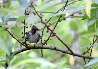 Burmese Yuhina : yuhina humilis