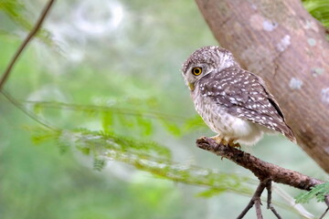 Spotted  Owlet