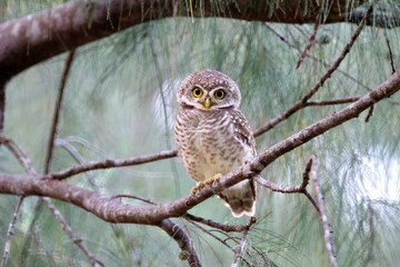 Spotted  Owlet