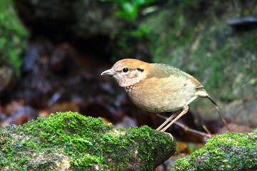 Rusty-naped Pitta :pitta  oatesi