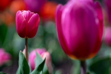 Pink Tulip Flower in Spring time.