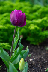 Purple Tulip Flower in Spring