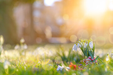 Martisor and snowdrops on wooden floor. 1st of March Romanian eastern european spring tradition to offer such gifts to loved ones. Martisoare, symbols of the beginning of spring