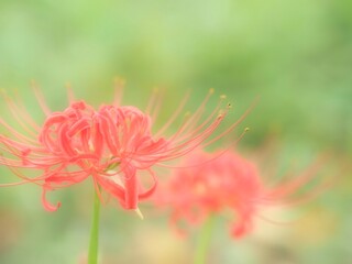 彼岸花