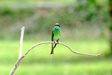 Blue-throated Bee-eater : Merops viridis