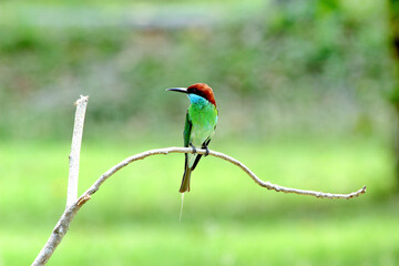 Blue-throated Bee-eater : Merops viridis