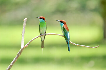 Blue-throated Bee-eater : Merops viridis