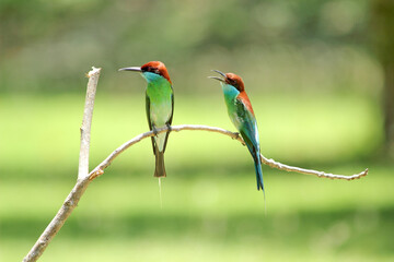 Blue-throated Bee-eater : Merops viridis