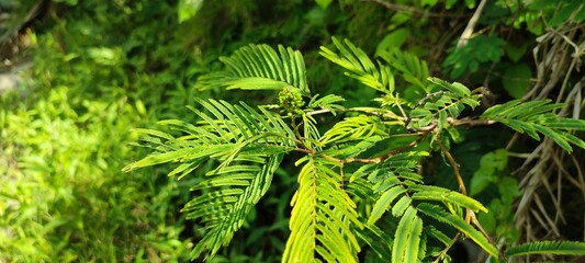 fern leaves