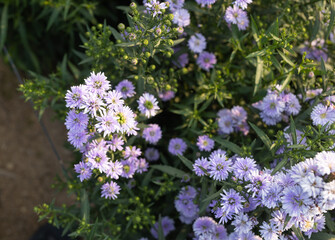 Close up margaret flowers in the garden.