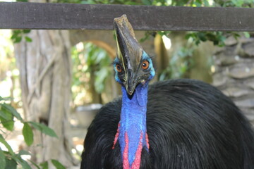 Cassowary