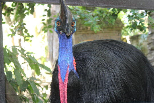 Cassowary