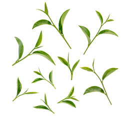 Green tea leaves isolated on white background