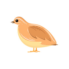 Cute quail on a white background. Children's illustration of an animal in a cartoon style.