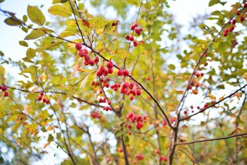 red fruits on tree