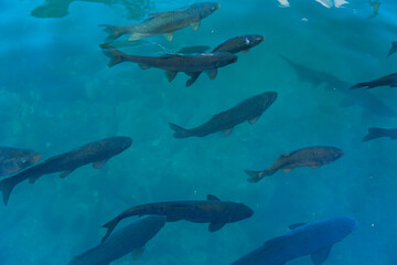 Obraz premium トルコ シャンルウルファのバルックル・ギョルで泳いでいる鯉