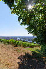 Fototapeta na wymiar Bourgogne vineyard in the hill of Joigny village