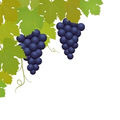 Grappes de raisins et feuilles de vigne sur fond blanc