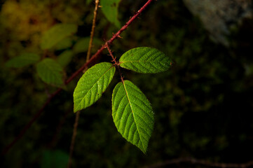 flower nature