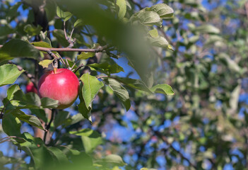 A red apple hanging from a tree, ready to be picked. Selective focus.