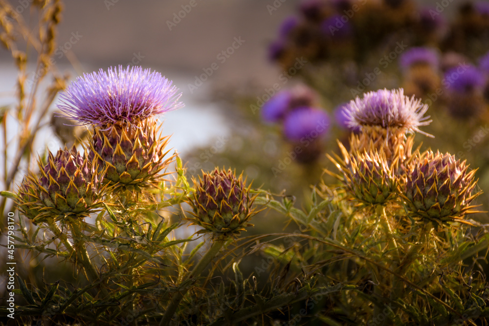 Sticker Closeup shot of purple thistles in the meadow under sunlight