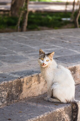 トルコ　シャンルウルファの道端にいる猫