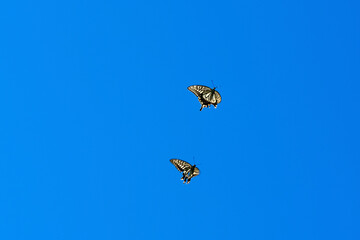 アゲハチョウ