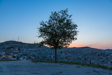 Fototapeta na wymiar トルコ　シャンルウルファの丘に立つ１本の木と夕暮れ時の旧市街の街並み