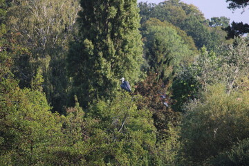 Obraz premium Montivilliers , France , Normandie , héron 