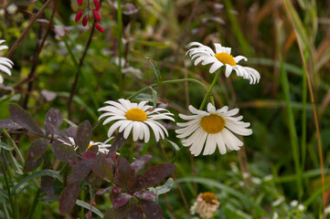 Three autumn daisies are blooming in a flower bed