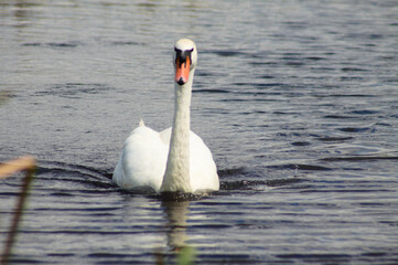 White swan swimming on lake frontal closeup view with reflections
