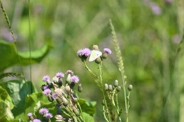 White butterfly on creeping thistle flower closeup view with blurred background