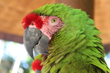 Macaw