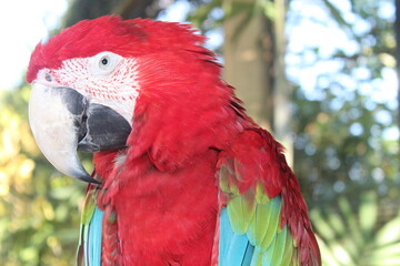 Macaw