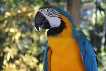 Macaw