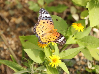 黄色い花に止まる蝶