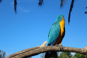 Fototapeta na wymiar Macaw
