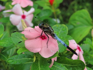 ピンクの花に止まるトンボ