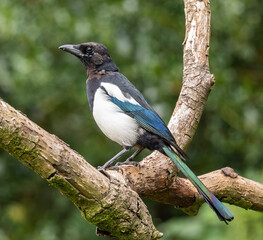 Magpie
